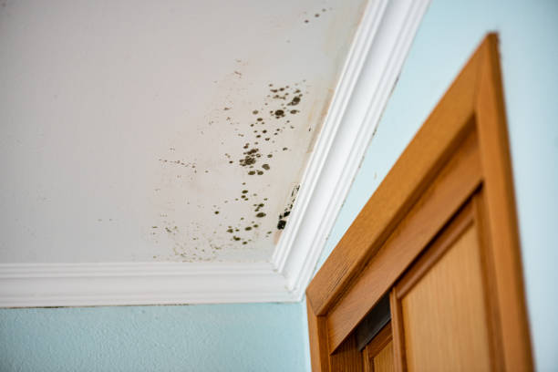 Best Office Mold Removal Services  in Shongopovi, AZ