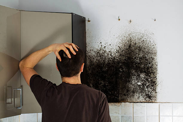 Best Office Mold Removal Services  in Shongopovi, AZ